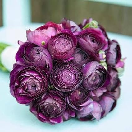 Eden Brothers Ranunculus Bulbs - Violet