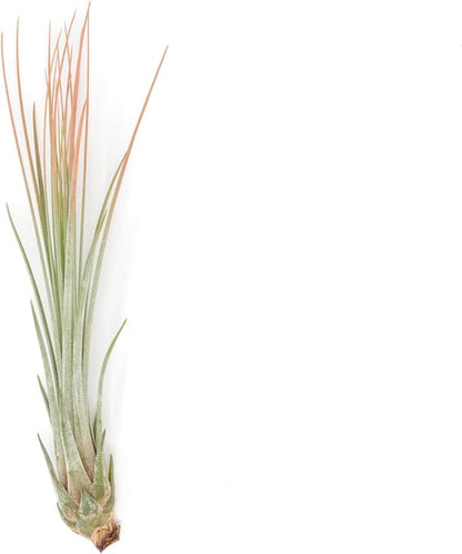 Coral Colorful Tillandsia Air Plants - Long Lasting Color Enhanced Live Tillandsia Succulent House Plants - Home and Garden Decor - Easy Care Indoor/Outdoor Plants (Juncea, Single)