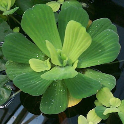 Floating Plants for Water Gardens and Ponds (Water Lettuce)
