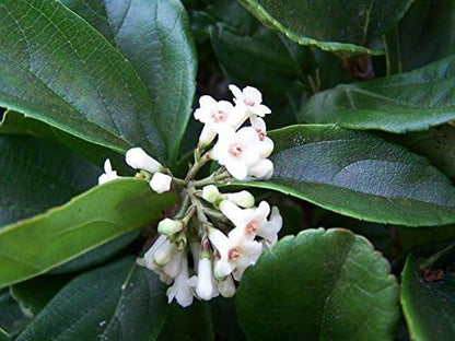 Viburnum Suspensum - 10 Live Plants - Evergreen Privacy Hedge