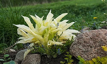 2pk White Feather Hosta Bare Roots - Perennial Cream & Green Foliage, Low-Maintenance Plant
