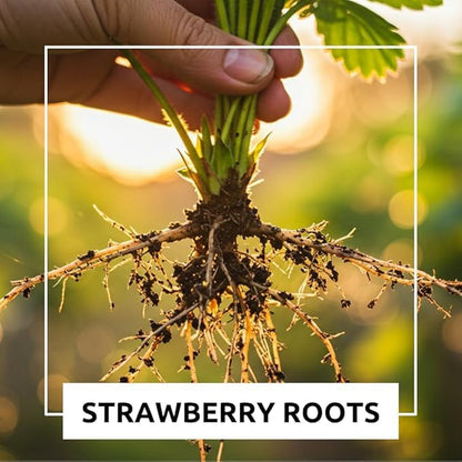 Harvest Glow Strawberry Plants - Grow Tasty Strawberries - Bare Root Plants (30 Plants)