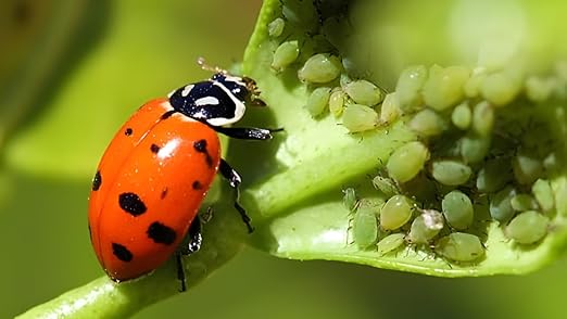 3,000 Live Ladybugs – Natural Aphid Control | Pre-Fed Hippodamia Convergens | Guaranteed Live Arrival
