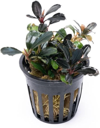 SubstrateSource Bucephalandra Arrogant Blue Potted Live Aquarium Plant - Natural Freshwater Fish Tank Decorations, Aquatic Décor