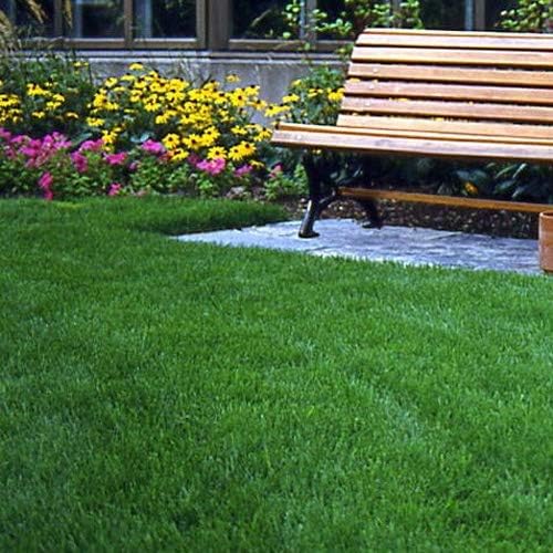 Outsidepride Legacy Fine Fescue Grass Seed Mix - 25 lbs. Shade & Sun Tolerant Blend of Hard Fescue, Chewings Fescue & Creeping Red Fescue with OptiGrowth Coating for Better Establishment