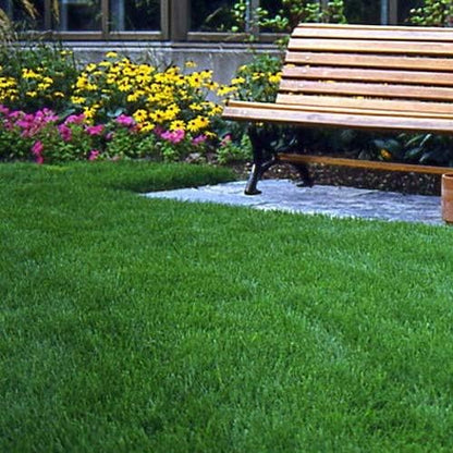 Outsidepride Legacy Fine Fescue Grass Seed Mix - 25 lbs. Shade & Sun Tolerant Blend of Hard Fescue, Chewings Fescue & Creeping Red Fescue with OptiGrowth Coating for Better Establishment