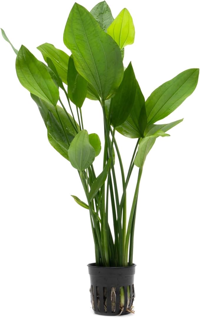 SubstrateSource Echinodorus Grandifolius Sword Live Plant for Freshwater Aquariums, Natural Fish Tank Decorations, and Aquatic Decor (1 Pot (2-3 Plants))