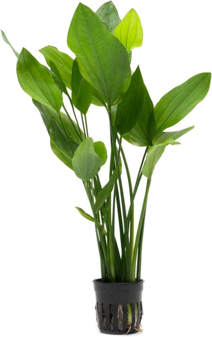 SubstrateSource Echinodorus Grandifolius Sword Live Plant for Freshwater Aquariums, Natural Fish Tank Decorations, and Aquatic Decor (1 Pot (2-3 Plants))