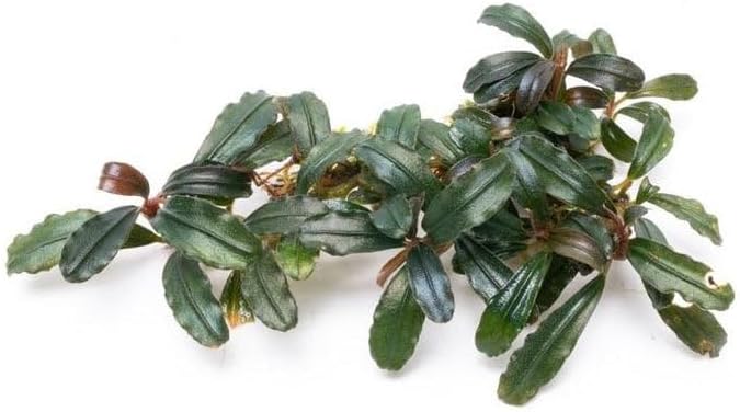 SubstrateSource Bucephalandra Krivbass Live Aquarium Plant - Natural Freshwater Fish Tank Decorations, Aquatic Decor (Small Clump (3-5 Plants))