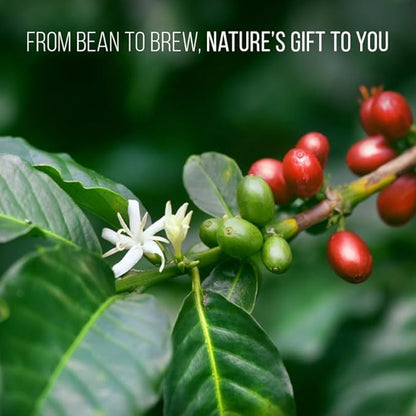 Coffee Plant Arabica (4 Pack) Real Live Plant for Sale | Coffee Lover's Dream | Easy to Grow Live for Planting | Grow Your Own Food on Your Edible Organic Garden |