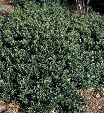 Hoogendoorn Holly Shrub I 40 Live Plants I Ilex Crenata | Lustrous Evergreen for Hedging, Privacy Screens, and Decorative Accents