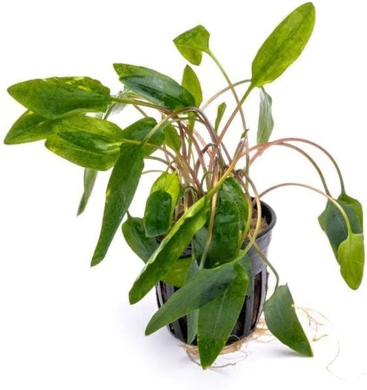 SubstrateSource Cryptocoryne Live Aquarium Plants - Freshwater Plant for Aquariums, Planted Fish Tanks - Beginner Friendly (Affinis Red, 1 Pot (3-5 Plants))