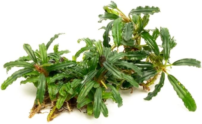 SubstrateSource Bucephalandra Catherinae Green Live Aquarium Plant - Natural Freshwater Fish Tank Decorations, Aquatic Décor - Small Clump (3-5 Plants)