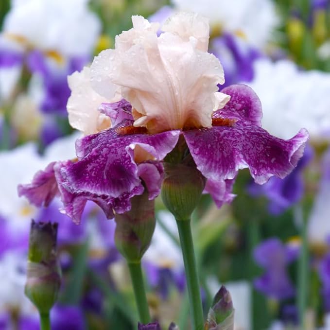 Funday Monday Bearded Iris Flower Bulbs - 1 Rhizome per Pack - Pleasantly Scented - Deer Resistant - Good as Cut Flowers - Naturalizing - Perennializing