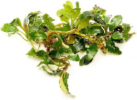 SubstrateSource Bucephalandra Red Cherry Live Aquarium Plant - Natural Freshwater Fish Tank Decorations, Aquatic Decor (Small Clump (3-5 Plants))