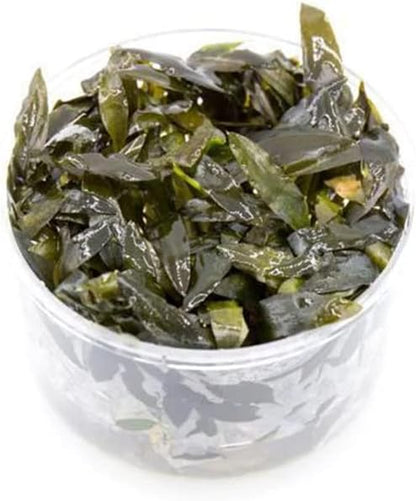 Ultum Nature Systems Cryptocoryne Wendtii Brown (Indonesian) Tissue Culture Live Plant for Aquarium, Freshwater Fish Tank, Aquascaping - 100% Snail Free in Vitro