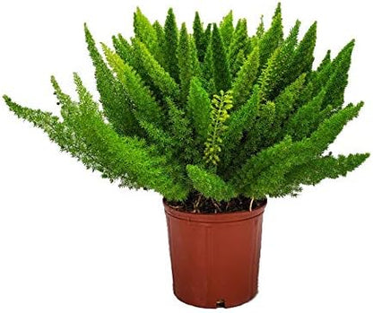 Foxtail Fern Plant - Live Asparagus Fern - 3 Gallon Pot - Overall Height 20" to 24" - Tropical Plants of Florida (Plant Only)