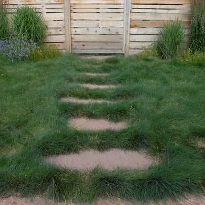 Outsidepride Sheeps Fine Fescue Grass Seed - 10 Lbs. Perennial Heat & Drought Tolerant Dense Green, Traffic-Resistant Turf for Shaded Environments w/OptiGrowth Coating for Seed Enhancement