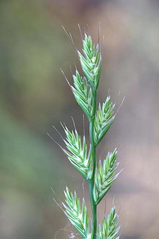 Italian Rye Grass Seeds for Planting - Lolium multiflorum (1,000 Seeds)