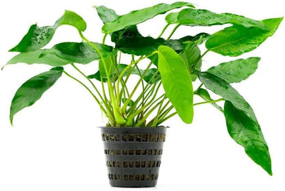 SubstrateSource Anubias Live Aquarium Plants - Potted Freshwater Plant for Fish Tanks, Terrariums - Beginner Friendly Low Light (Short and Sharp, Mother Plant)