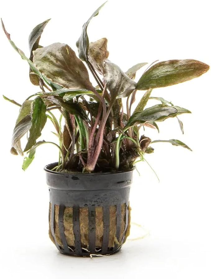 SubstrateSource Live Plants - Cryptocoryne Wendtii 'Florida Sunset' (Cryptocoryne wendtii) - Medium to High Light, Pink-White Accent for Midground Freshwater Aquarium Aquascaping - Pot