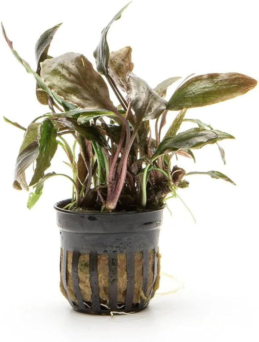 SubstrateSource Live Plants - Cryptocoryne Wendtii 'Florida Sunset' (Cryptocoryne wendtii) - Medium to High Light, Pink-White Accent for Midground Freshwater Aquarium Aquascaping - Pot