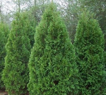 Blue Cone Arborvitae | 1 Live Gallon Size Plant | Vibrant Blue-Green Foliage for Landscaping, Hedges, and Privacy Screens, Drought and Deer Tolerant