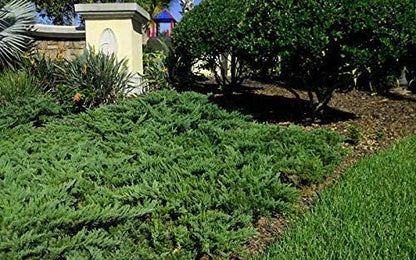 Juniper Parsoni - 40 Live Plants - Juniperus Squamata Expansa Parsons - Drought Tolerant Cold Hardy Evergreen Ground Cover