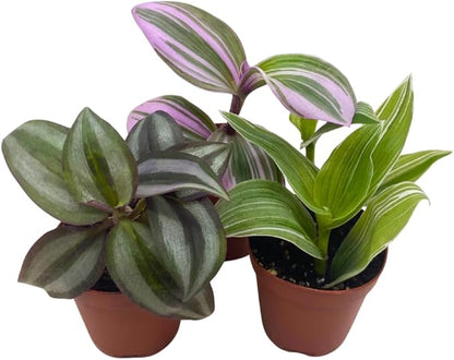 Wandering Dude Assortment, Tradescantia Variety, 2 inch, Set of 3 Tiny Mini Pixie Plant