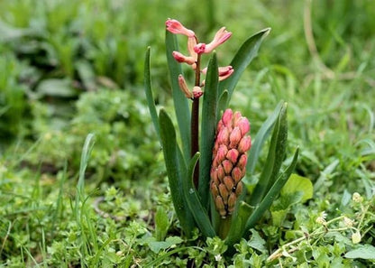 Mixed Hyacinth Bulbs for Forcing Indoors - 12Pcs Mixed Hyacinth Flower Bulbs for Fall Planting with Colorful Shades Plants Live Houseplants - Gorgeous and Fragrant Flower Bulbs for Spring Planting
