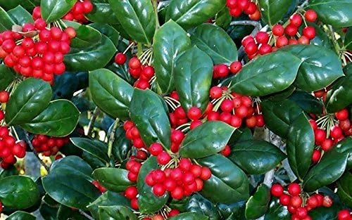 Burfordi Holly | 30 Live Plants | Ilex Cornuta | Fast Growing Evergreen Shrubs, Privacy Hedge Plants, Dark Green Foliage, Low Maintenance Landscaping, Ideal for Hedges and Borders