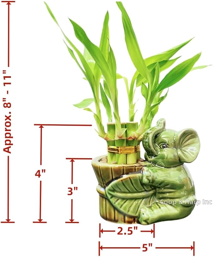 6-Stalk of 4" Small Lucky Bamboo Live Indoor Plant with Ceramic Vase, Live Indoor Lucky Bamboo for Home, Office and Gift (Elephant A)