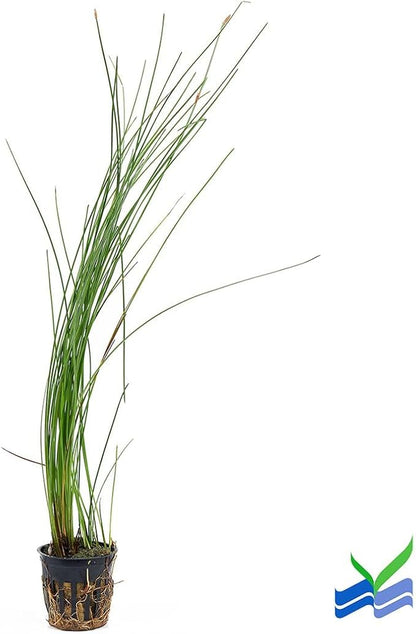 Aquarium Plants Discounts Potted Tall Hairgrass by AquaLeaf Aquatics - Easy Aquatic Live Plant- (Potted Tall Hairgrass, 3 Pack)