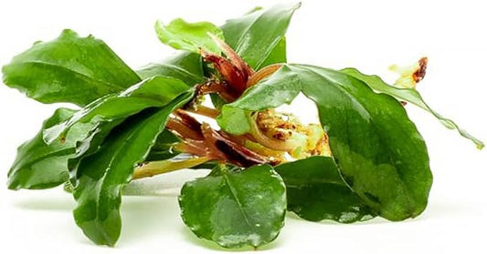 SubstrateSource Bucephalandra Red Cherry Live Aquarium Plant - Natural Freshwater Fish Tank Decorations, Aquatic Decor (Plant (6-10 Leaves))