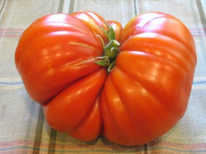 Clovers Garden Beefmaster Tomato Plants – Two (2) Live Plants – Non-GMO - Not Seeds - Each 4" to 8" Tall – in 4" Inch Pots – Indeterminate, Beefsteak