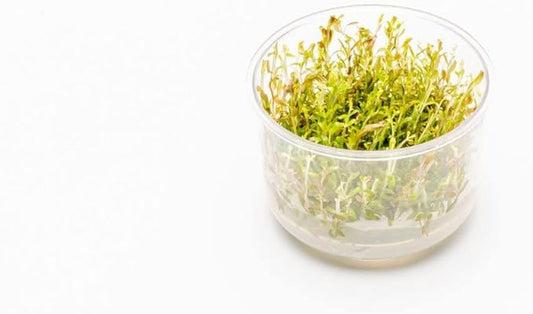 Ultum Nature Systems Rotala H'ra Tissue Culture Live Plant for Aquarium, Freshwater Fish Tank, Aquascaping - 100% Snail Free in Vitro