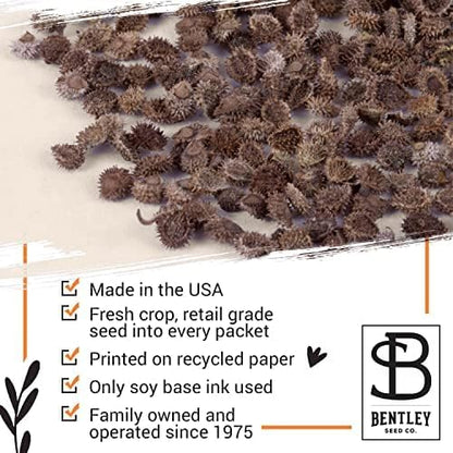 Bentley Memorial Blue Flax Seeds of Remembrance, Non-GMO, Non-Coated Packets, Funeral Keepsake, Linum Lewisii, 25 Pack