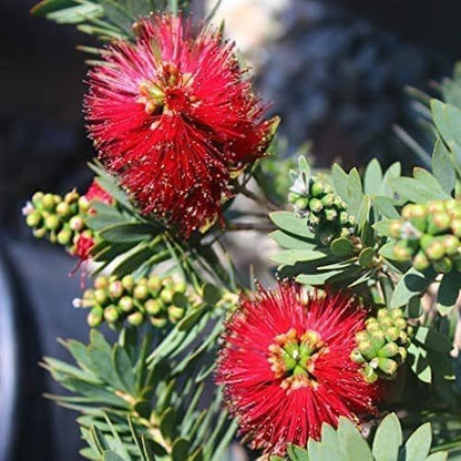 Little John Dwarf Bottlebrush | 40 Live Plants | Callistemon | Compact Blooming Shrub | Attracts Hummingbirds and Butterflies