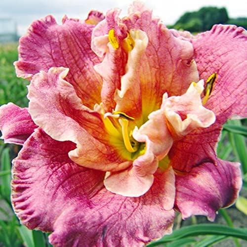Over The Top Daylily Flower Bulb - Re-Blooming - Naturalizing - Perennializing - Easy to Grow Live Plants - Outdoor Garden