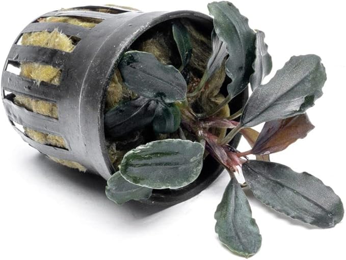 SubstrateSource Bucephalandra Rainbow Marble Potted Live Aquarium Plant - Natural Freshwater Fish Tank Decorations, Aquatic Décor