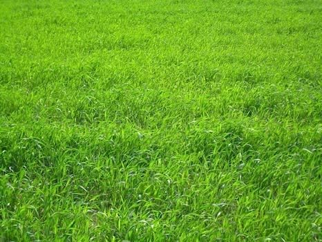 Perennial Ryegrass Seeds for Planting - Premium Quality Rye Grass Seed (3 Pounds)