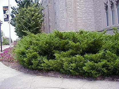 Sea Green Juniper - 3 Live Gallon Size Plants - Juniperus Chinensis - Drought Tolerant Cold Hardy Evergreen Border Screening Shrub
