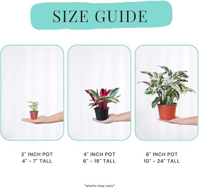 CoollectivePlants Calathea Stella - Live Calathea Plant in 6″ Growers Pot, Easy Indoor House Plants, Pet Friendly Plants Indoor, Low Maintenance Houseplant