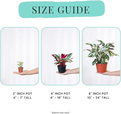 CoollectivePlants Calathea Stella - Live Calathea Plant in 6″ Growers Pot, Easy Indoor House Plants, Pet Friendly Plants Indoor, Low Maintenance Houseplant