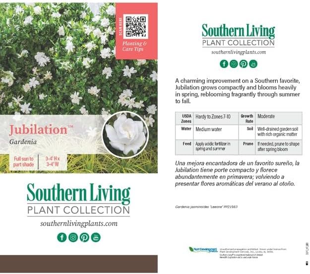 Southern Living Jubilation Gardenia, 1 Gallon, White Fragrant Blooms, Spring to Fall Flowering