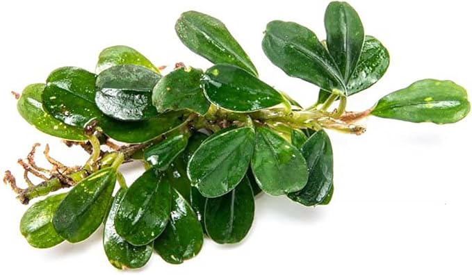 SubstrateSource Bucephalandra Purple Blue Live Aquarium Plant - Natural Freshwater Fish Tank Decorations, Aquatic Decor (Plant (6-10 Leaves))