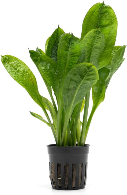 SubstrateSource Echinodorus Parviflorus Rosette Sword Live Plant for Freshwater Aquariums, Natural Fish Tank Decorations, and Aquatic Decor (3 Pots (6-9 Plants))
