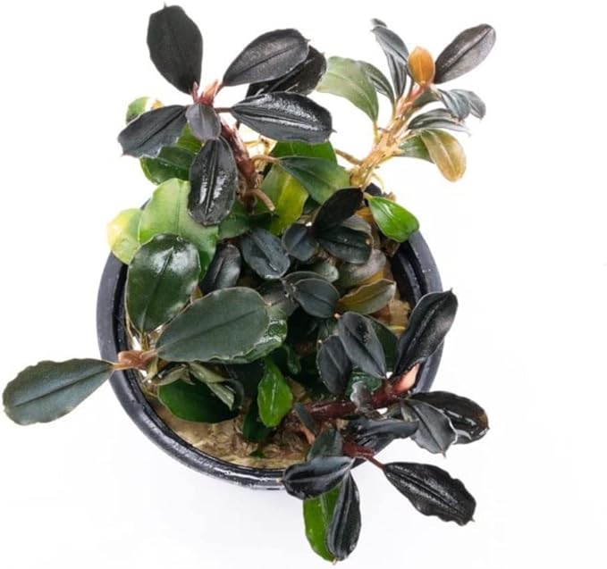 SubstrateSource Bucephalandra Arrogant Blue Potted Live Aquarium Plant - Natural Freshwater Fish Tank Decorations, Aquatic Décor