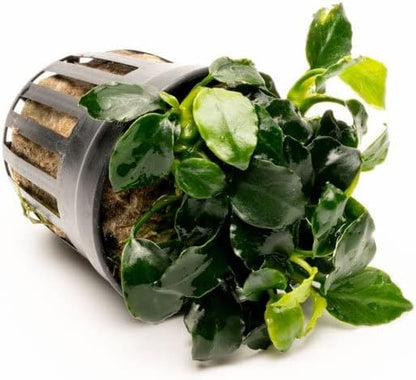 SubstrateSource Anubias Live Aquarium Plants - Potted Freshwater Plant for Fish Tanks, Terrariums - Beginner Friendly Low Light (Barteri Dark Angel, 1 Pot)