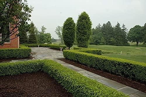 Japanese Boxwood | 10 Live 4 Inch Pots | Buxus Microphylla | Formal Evergreen Low Maintenance Hedge